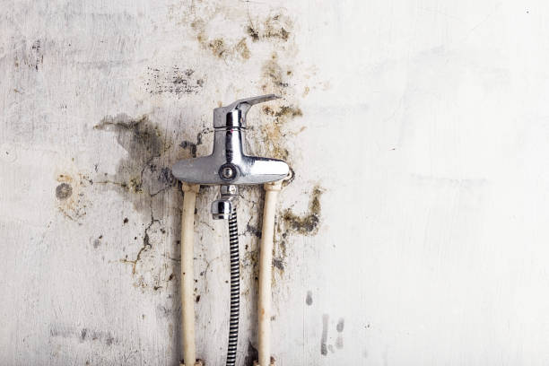 Best Professional Mold Removal  in Mascoutah, IL