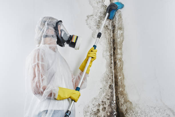 Reliable Mascoutah, IL Mold Removal Solutions