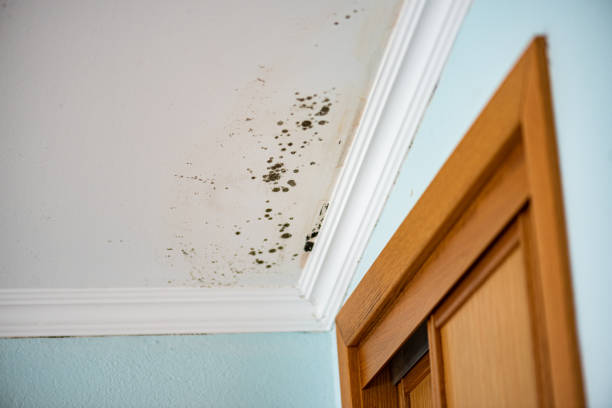Best Mold Inspection  in Mascoutah, IL
