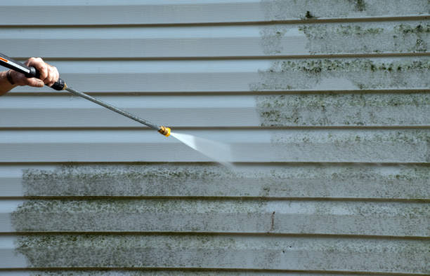 Best Local Mold Removal Service  in Mascoutah, IL