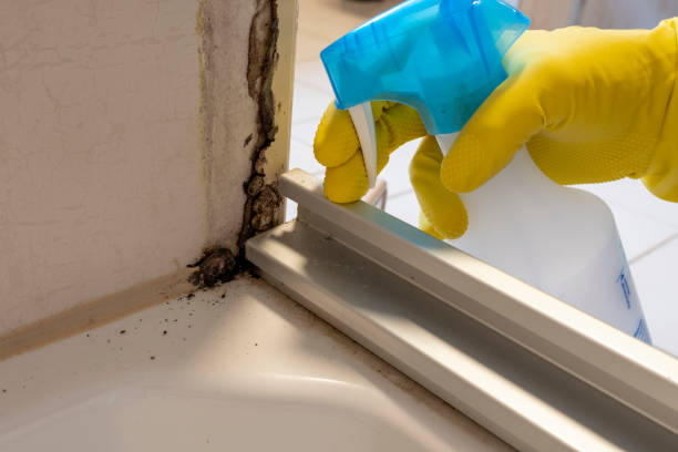 Best Mold Removal Specialists  in Mascoutah, IL