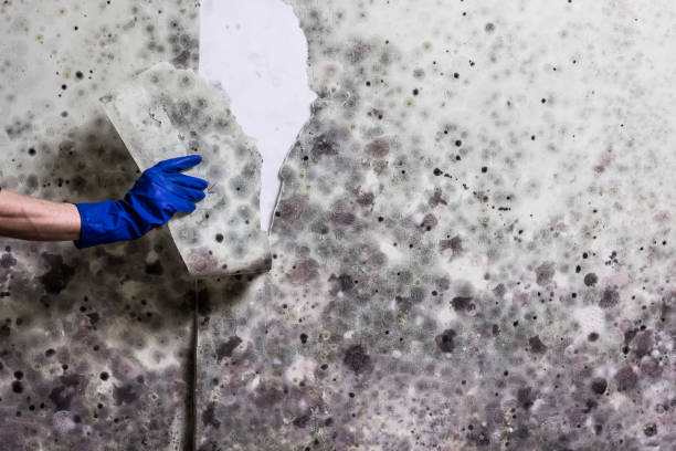 Best Residential Mold Removal  in Mascoutah, IL