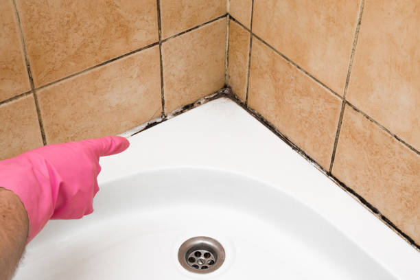 Best Commercial Mold Removal  in Mascoutah, IL